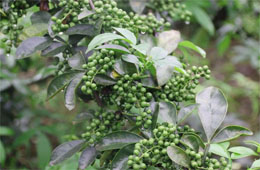 小藤椒有大魔力，今年食品圈流行藤椒味兒！