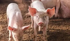 9月投放儲備肉20萬噸，創(chuàng)歷史新高；肉價(jià)要漲，食企準(zhǔn)備好了嗎？